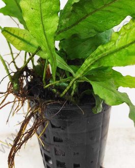 Microsorum pteropus/Wrinkled leaf/Java fern-wrinkled leaf (Large Pot)