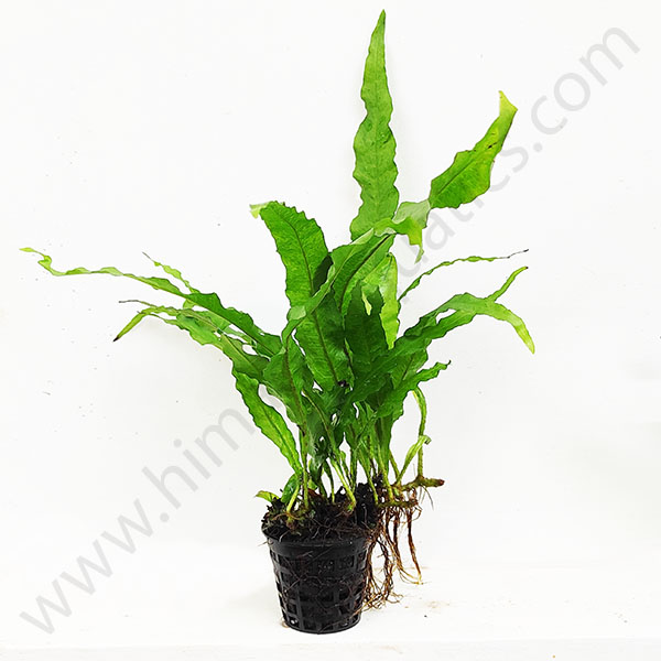 thumbnail image 2 of Narrow-leaved Java Fern - Microsorum Pteropus 'Narrow' - Tropica Pot | EN 2 of 13