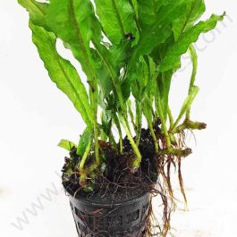 Microsorum pteropus/narrow leaf fern/Philippine fern (Large Pot)