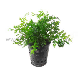 Mini Bolbitis/ Bolbitis heteroclita difformis