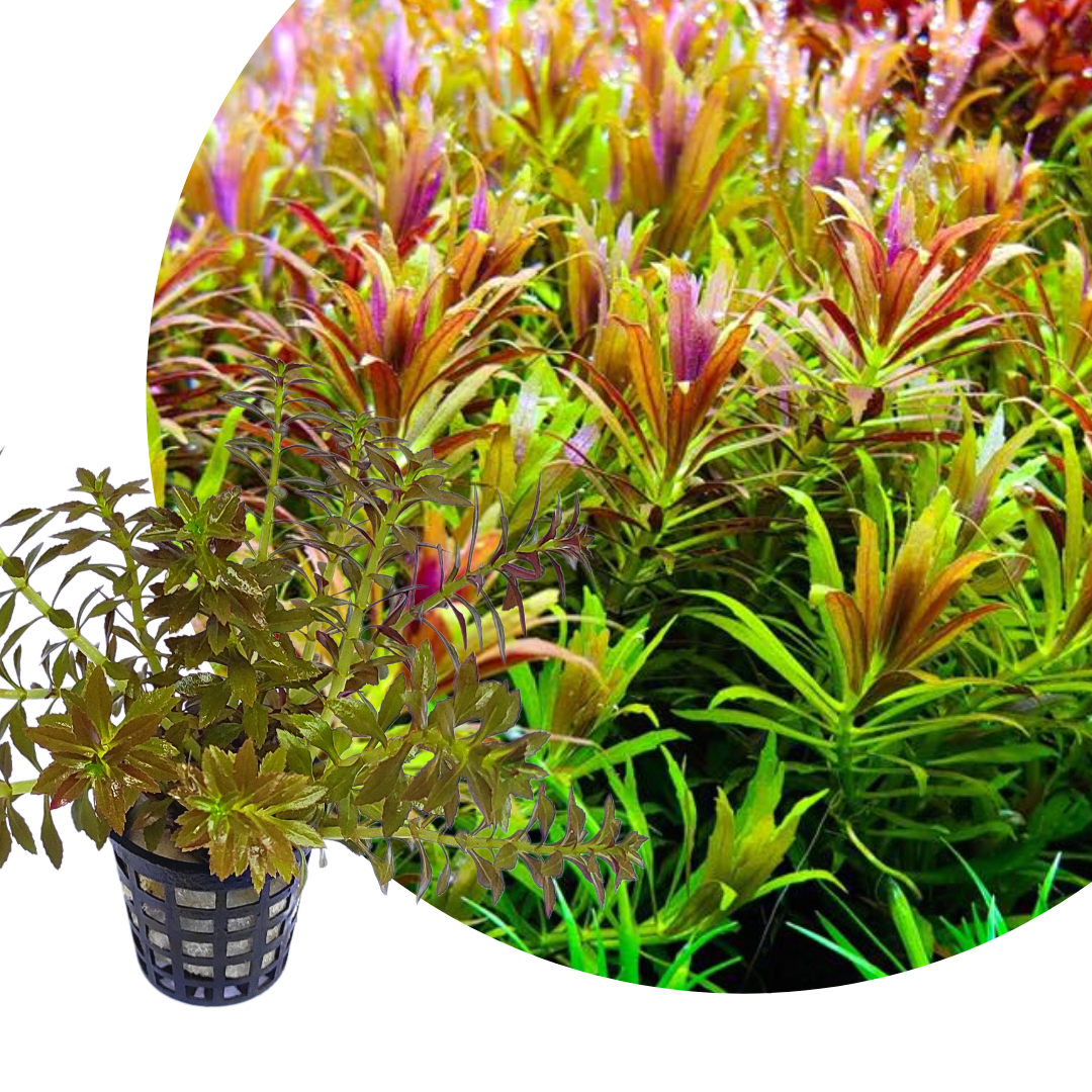 Limnophila Aromatica Mini (large pot) - Image 3
