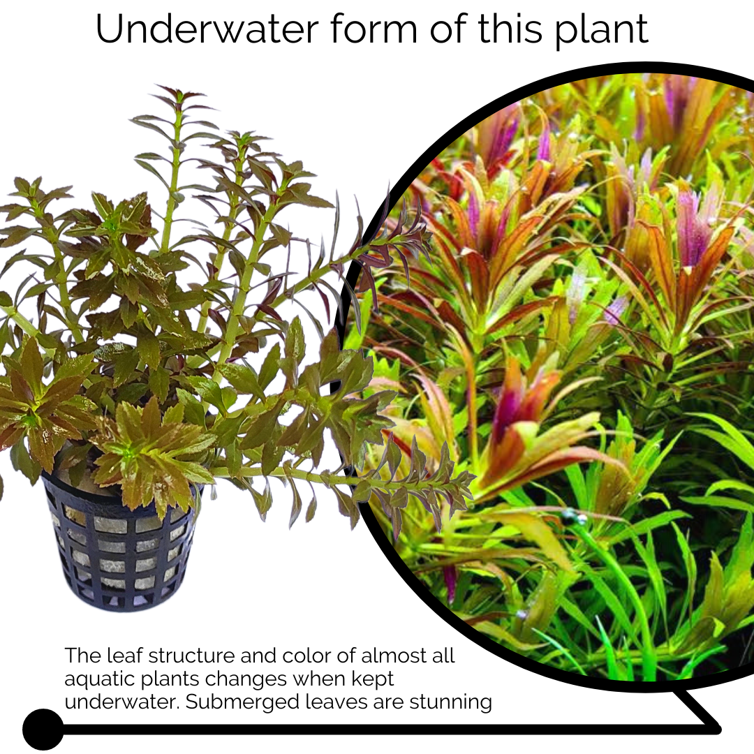 Limnophila Aromatica Mini (large pot) - Image 4