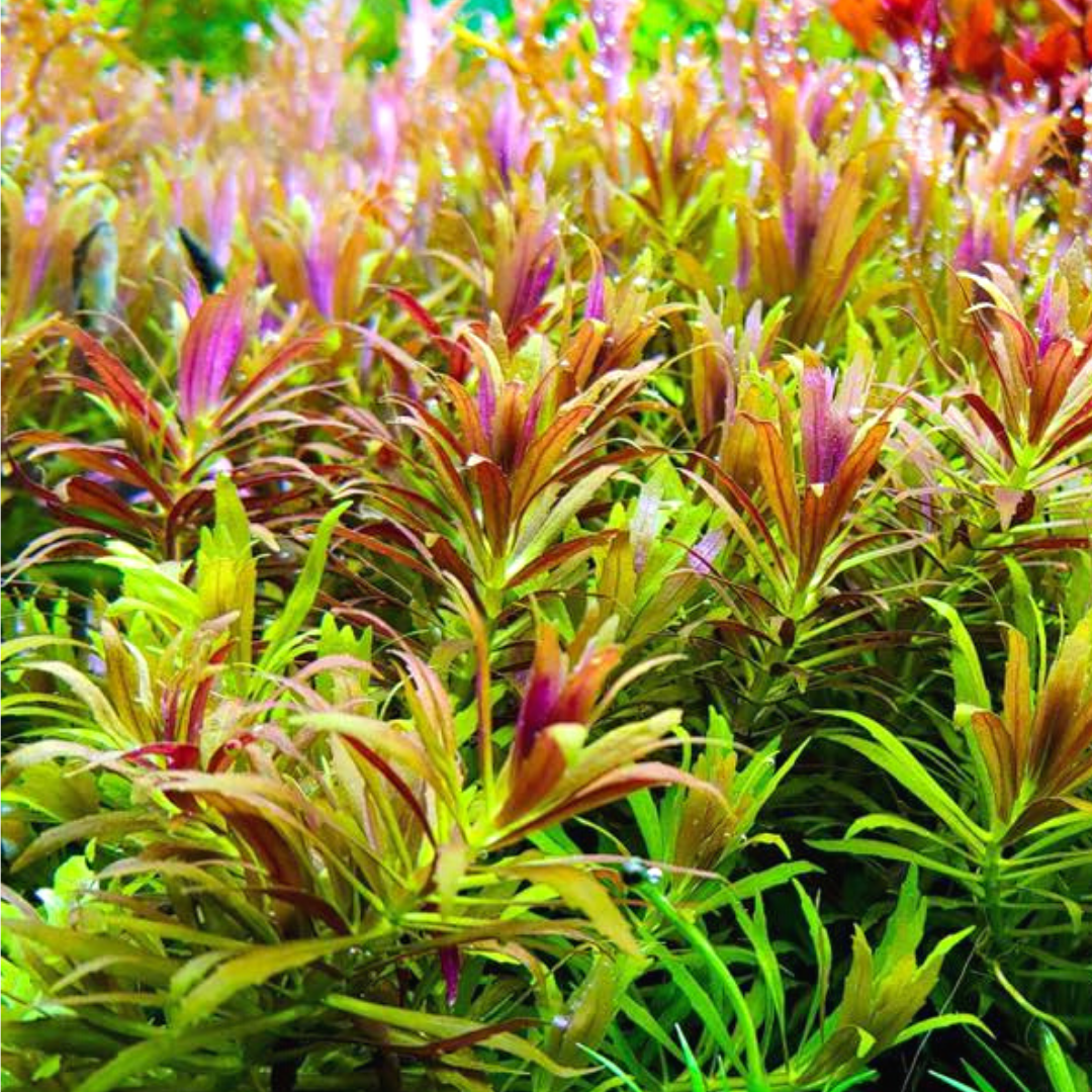 Limnophila Aromatica Mini (large pot) - Image 7