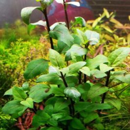 Acmella repens ( large pot)