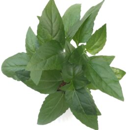 Acmella repens ( large pot)