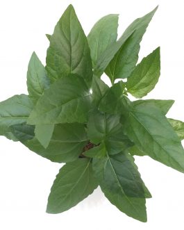 Acmella repens ( large pot)