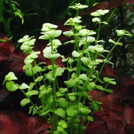 Bacopa australius (pot)