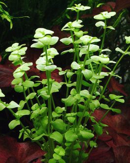 Bacopa australius (pot)