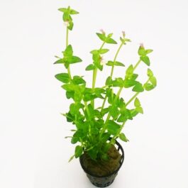 Lindernia dubia (pot)