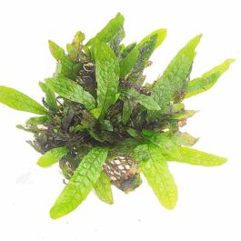 Microsorum Pteropus ‘Dwarf Green Gnome’ (mesh)