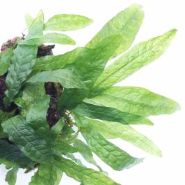 Dwarf Java Fern/ Microsorum Pteropus ‘Dwarf Green Gnome’ (Single plant)