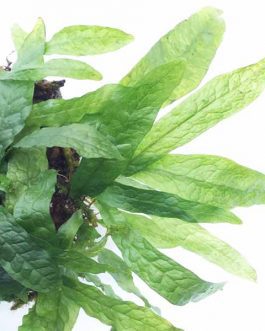 Dwarf Java Fern/ Microsorum Pteropus ‘Dwarf Green Gnome’ (Single plant)