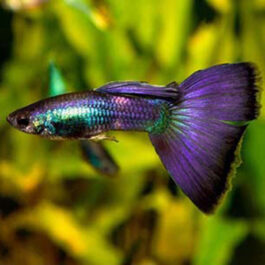 Moscow violet/purple guppy pair