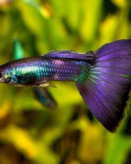 Moscow violet/purple guppy pair