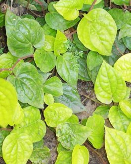 Piper Betle (single plant)