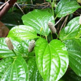 Piper Longum (single plant)