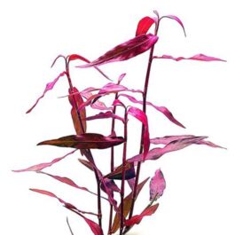 Polygonum sp. ‘Sao paulo’ Red (pot)