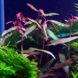 Polygonum sp. ‘Sao paulo’ Red (pot)