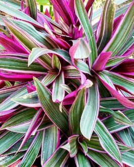 Rhoeo discolor/ Tricolor/ Variegated(single plant)