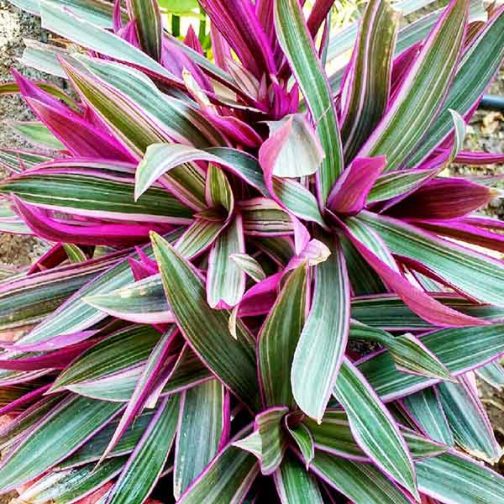 Rhoeo discolor/ Tricolor/ Variegated(single plant) - Buy Aquarium ...