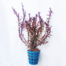 Rotala macrandra ‘mini butterfly’ (large pot)