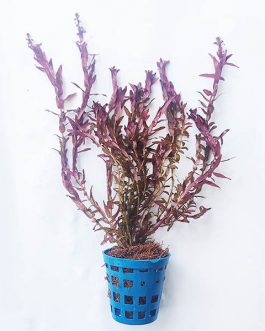 Rotala macrandra ‘mini butterfly’ (large pot)