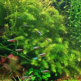 Rotala Nanjenshan/ Green wallichii (6 stems)