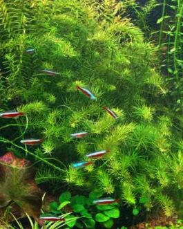 Rotala Nanjenshan/ Green wallichii (6 stems)