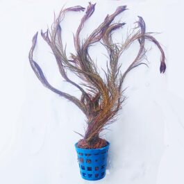 Rotala wallichii ‘Mexicana’/ Copper red walichii (large pot)