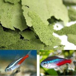 Ocean Treat Spirulina Flake(100 gm)