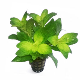 Staurogyne spatulata (large pot)