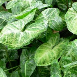 Syngonium podophyllum (single plant)