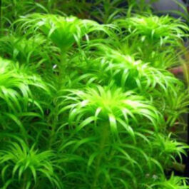 Tonina fluviatilis (pot)