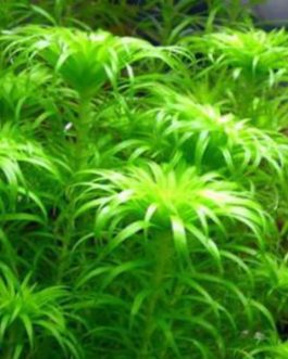 Tonina fluviatilis (pot)