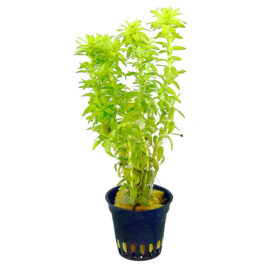 Tonina fluviatilis (pot)