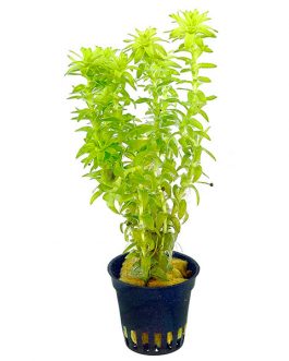 Tonina fluviatilis (pot)