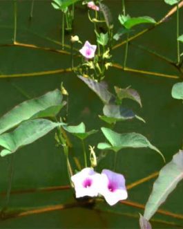 Water Spinach/ Ipomoea Aquatica (1 stem)