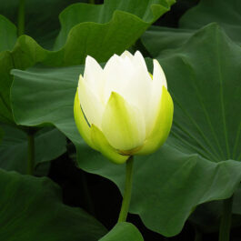 Pink and White lotus/ Nelumbo nucifera(2 lotus combo pack)