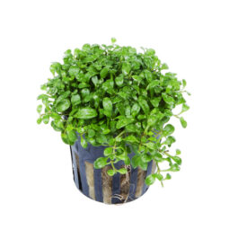 Glossostigma Elatinoides (Large Pot/ large patch)