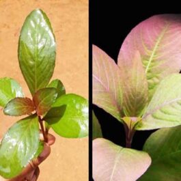 Hygrophila Sp. Quadrivalvis “Apple Red” (3 stem)