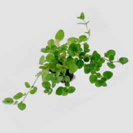 Hygrophila Serphyllum (Large Pot)