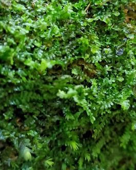 Mini Jade lotus Moss/ Jungermannia truncata nees on rock