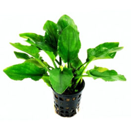 Lagenandra nairii ‘Compact’/ Dwarf lagenandra (large pot)