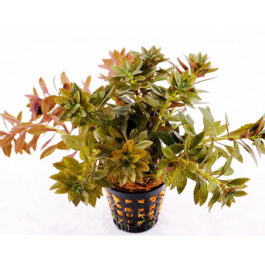 Limnophila Aromatica Mini (large pot)