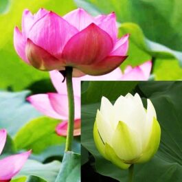 Pink and White lotus/ Nelumbo nucifera(2 lotus combo pack)