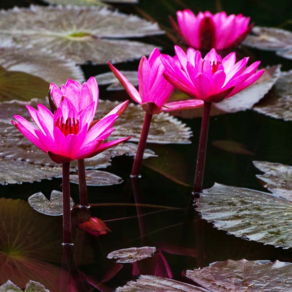 PINK WATER LILY POND PLANTS Collection Only 