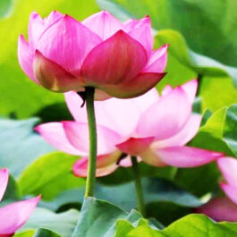 Pink Lotus/ Nelumbo Nucifera (plant)