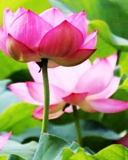 Pink Lotus/ Nelumbo Nucifera (plant)