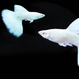 Platinum white guppy pair