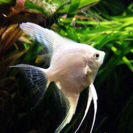 platinum white angel fish (4 pieces)